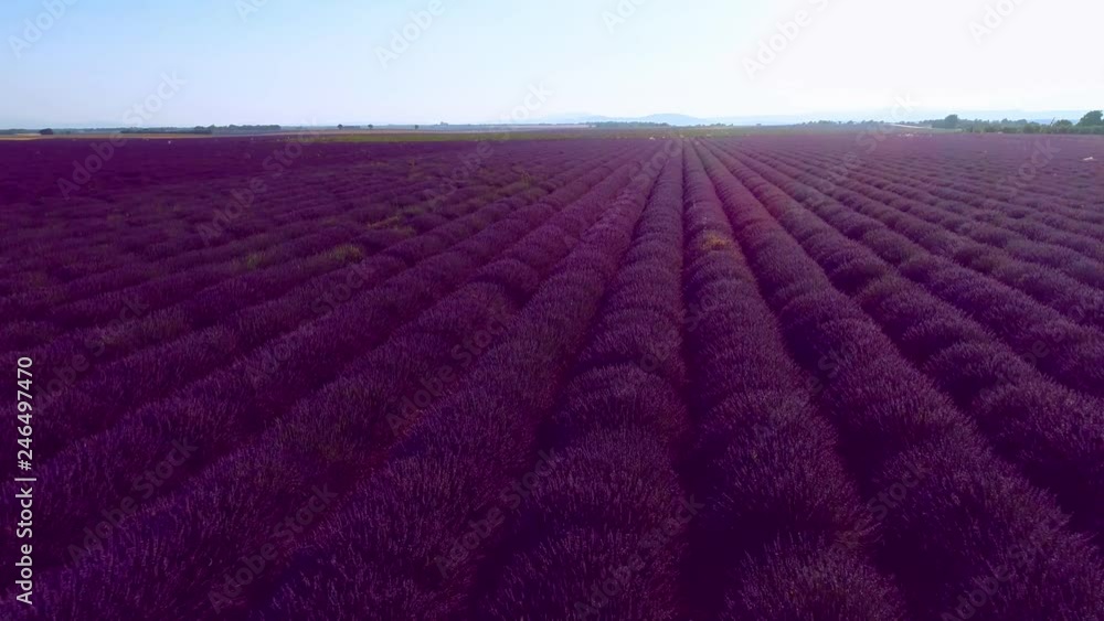 aerial view of lavender flower field in france provence aerial view of lavender flower field in france provence