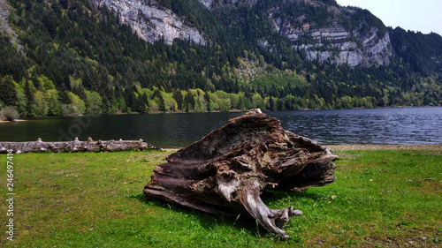 Deer lake landscape