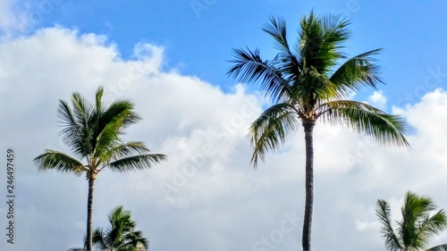 Palm Tree Hawaii © ettlikevfx