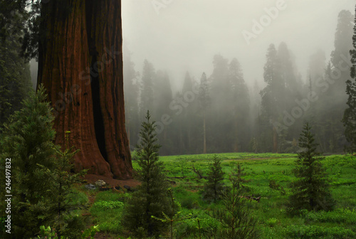 sequoia  national park, california, usa