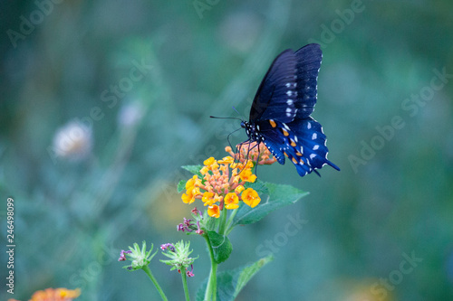 Blue Buterfly