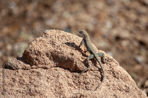 Lizard perched on a rock