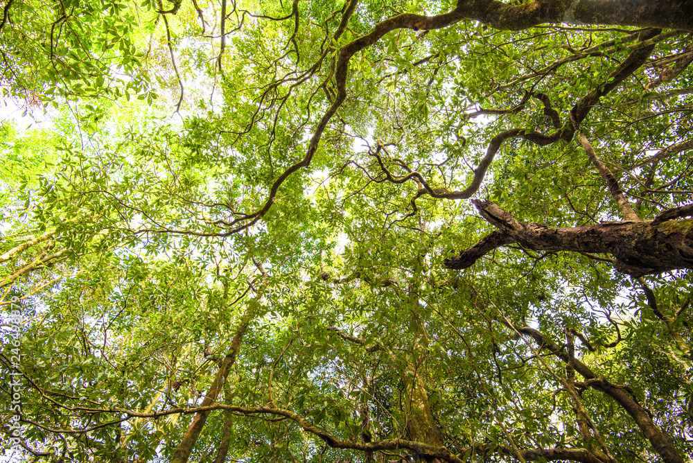 Tall tree in the jungle / scenic view of green tree large in the forest
