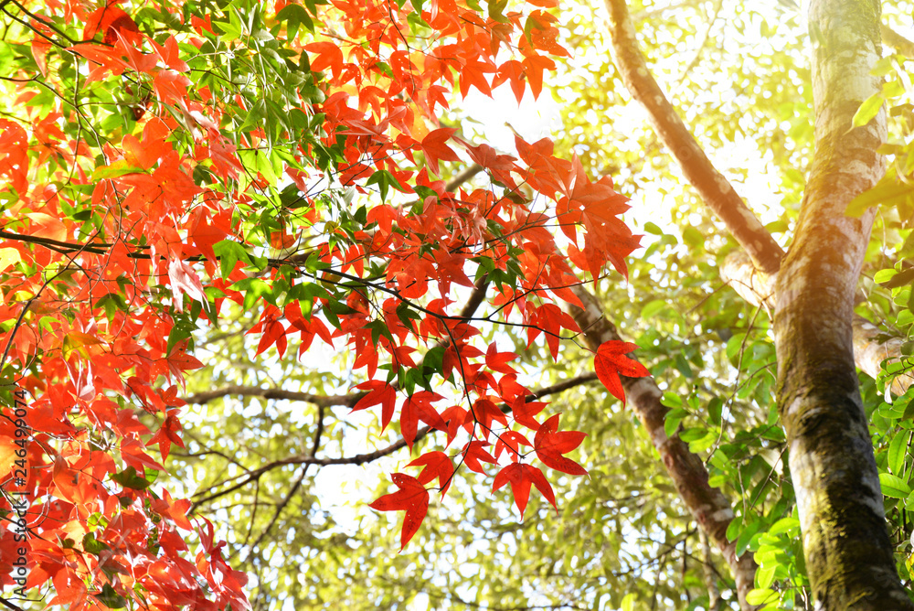 Red maple leaf on maple tree colorful season autumn in the forest leaves color change scenery view nature Red maple leaf on maple tree colorful season autumn in the forest leaves color change scenery view nature