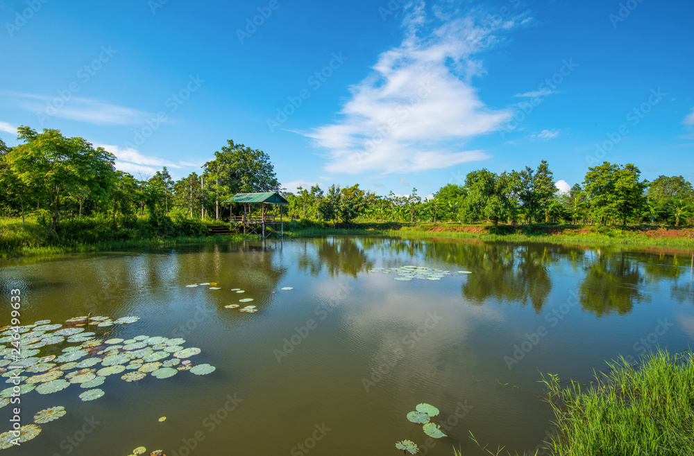 Obraz premium pond lotus water lily / landscape of lake with pavilion riverside on bright day blue sky