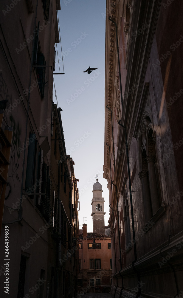 bird flying over Venice