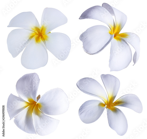 beautiful flower on a white background