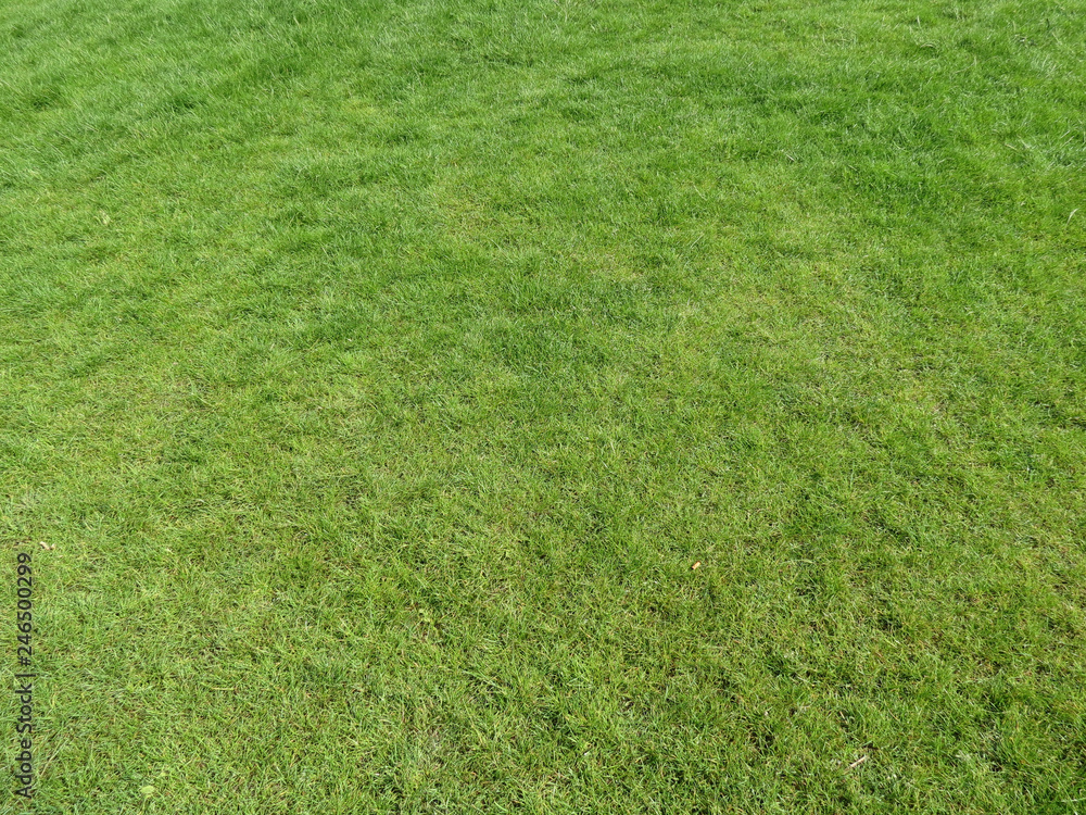 green meadow background green meadow background