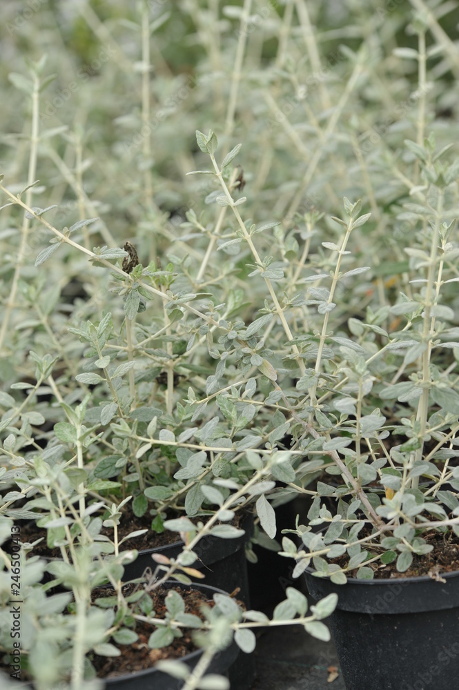Obraz premium Teucrium fruticans