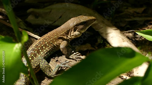 Lizard sitting in the sun breathing intermittently showing off skin texture photo