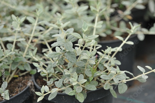 Teucrium fruticans