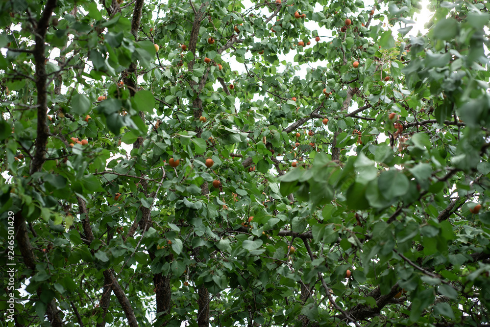 Apricot tree green leaves. Fruits on branches. Nature photography Apricot tree green leaves. Fruits on branches. Nature photography