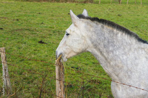 White horse grazing