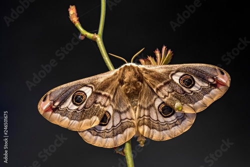 Small emperor moth (Saturnia pavonia), Tyrol, Austria, Europe photo