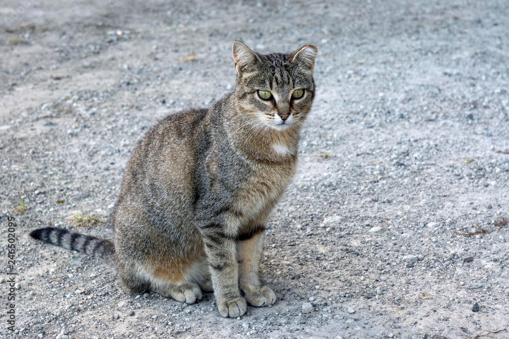 Cat, Island of Sao Miguel, Azores, Portugal, Europe Cat, Island of Sao Miguel, Azores, Portugal, Europe