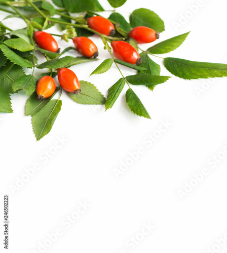 Medicinal plants and herbs composition Pile of Dog rose bunch branch Rosa canina on white  photo