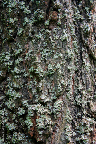 The bark of old trees close-up. Moss on the bark of an old tree. Tree bark texture and background. Rough prints of tree bark.