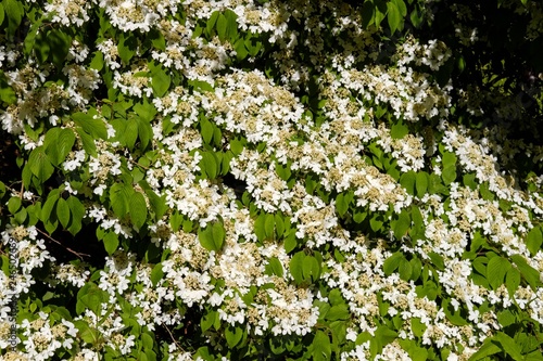 White flowering shrub, Japanese snowball (Viburnum plicatum), England, Great Britain photo