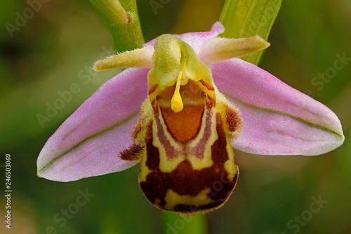 Bee orchid (Ophrys apifera), Detail, Hesse, Germany, Europe photo