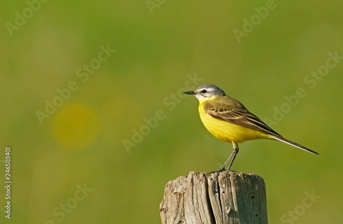 Yellow wagtail (Motacilla flava) on post, Feldberger Seen, Mecklenburg-Western Pomerania, Germany, Europe photo