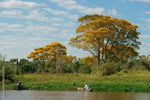 Fishermen fishing in boats on the reed bank, yellow flowering lapacho trees, Yellow Lapacho (Handroanthus serratifolius), Pantanal, Mato Grosso, Brazil, South America photo