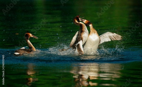 Great crested grebes (Podiceps cristatus), district combat, Feldberger Seenlandschaft, Mecklenburg-Western Pomerania, Germany, Europe photo