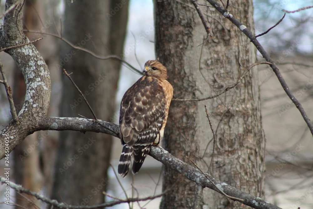 Red Shouldered Hawk Red Shouldered Hawk