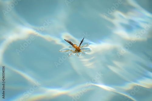 Red wasp (Polistes carolina) stands on water surface and drinks, Tucson, Arizona, USA, North America photo