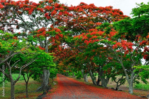 Avenue with Royal Poincianasn, Flamboyant (Delonix regia), Mauritius, Africa