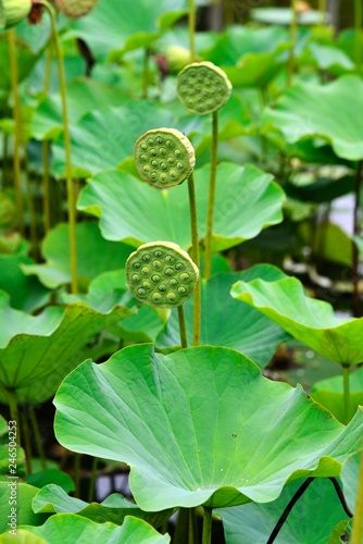 Lotusflower (Nelumbo), Seed capsule, Botanical Garden Sir Seewoosagur Rangoolam, Pamplemousses, Mauritius, Africa photo