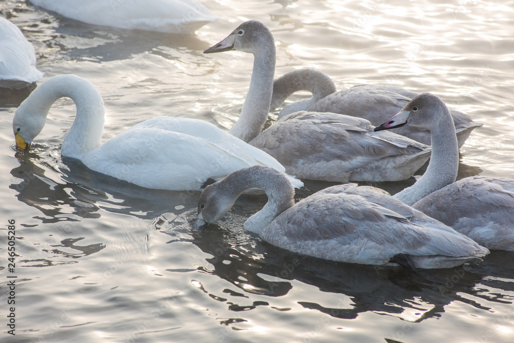 Naklejka premium Grupa piękne białe łabędzie krzykliwe pływanie w niezamarzającym jeziorze zimą. Wiek ptaków z młodym lęgiem, koncepcja rodziny