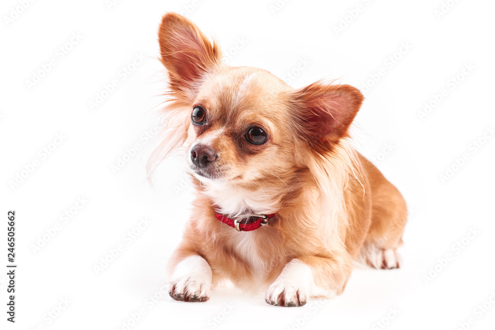 chihuahua (3 years old) lying in front against white background. 