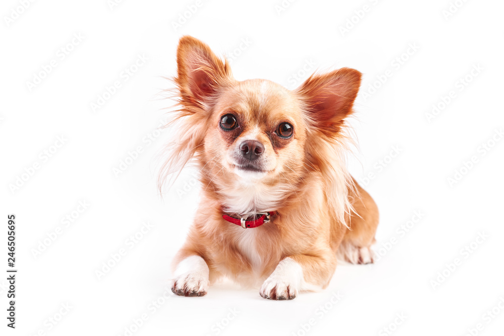 chihuahua (3 years old) lying in front against white background. 