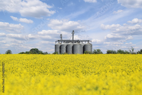Silo in the middle of oilseed rape farm in blossom