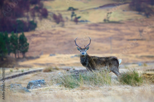 Red deer  Cervus elaphus  in Scotland