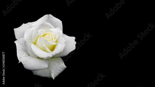 Fototapeta Naklejka Na Ścianę i Meble -  Beautiful white rose with dew drops isolated on black background. Perfect for background greeting cards of the wedding, birthday, Valentine's Day, Mother's Day. 16x9