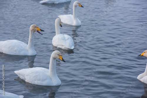 Beautiful white whooping swans swimming in the nonfreezing winter lake. The place of wintering of swans  Altay  Siberia  Russia.