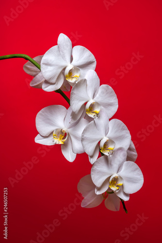 Orchid. A branch of white orchid on a red background. Inflorescence. Bouquet