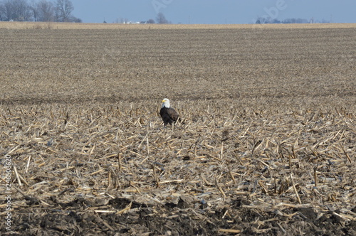 Eagle on a clear day in the cornfield