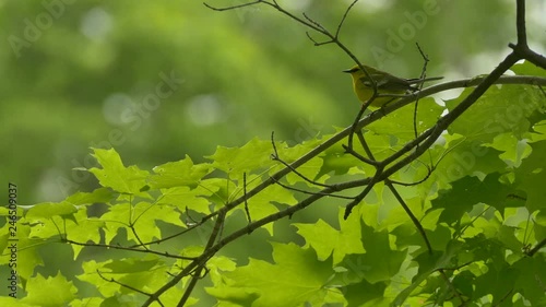 Beautiful shots of blue-winged warbler bird with yellow shades and black mask photo