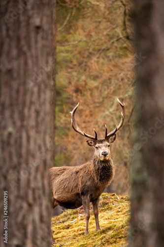 Red deer  Cervus elaphus  in Scotland