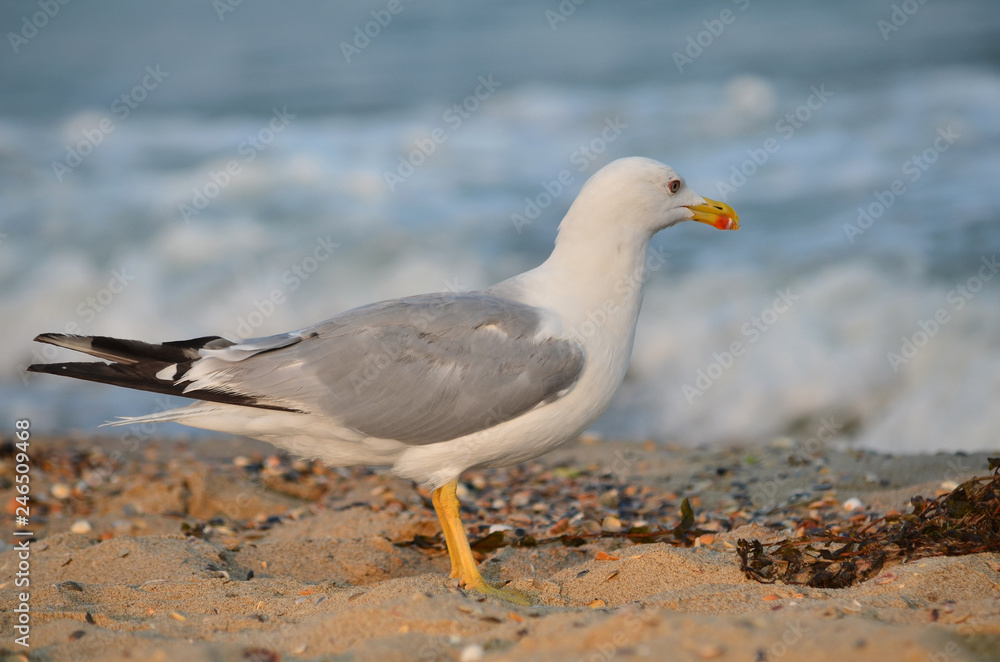 Yellow-legged gull - Larus michahellis. Seagull on the sandy Black Sea coast in its natural habitat. Fauna of Ukraine.