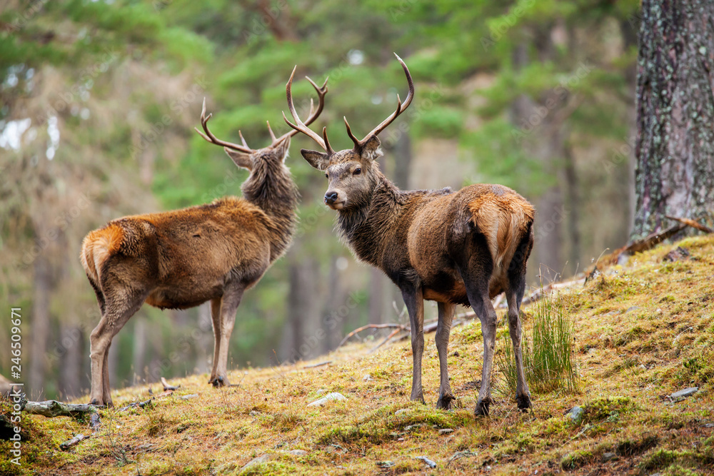 Obraz premium Red deer, Cervus elaphus in Scotland