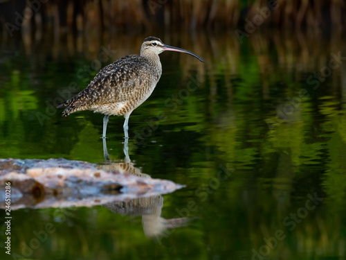 Whimbrel Foraging on the Pond with Green Water