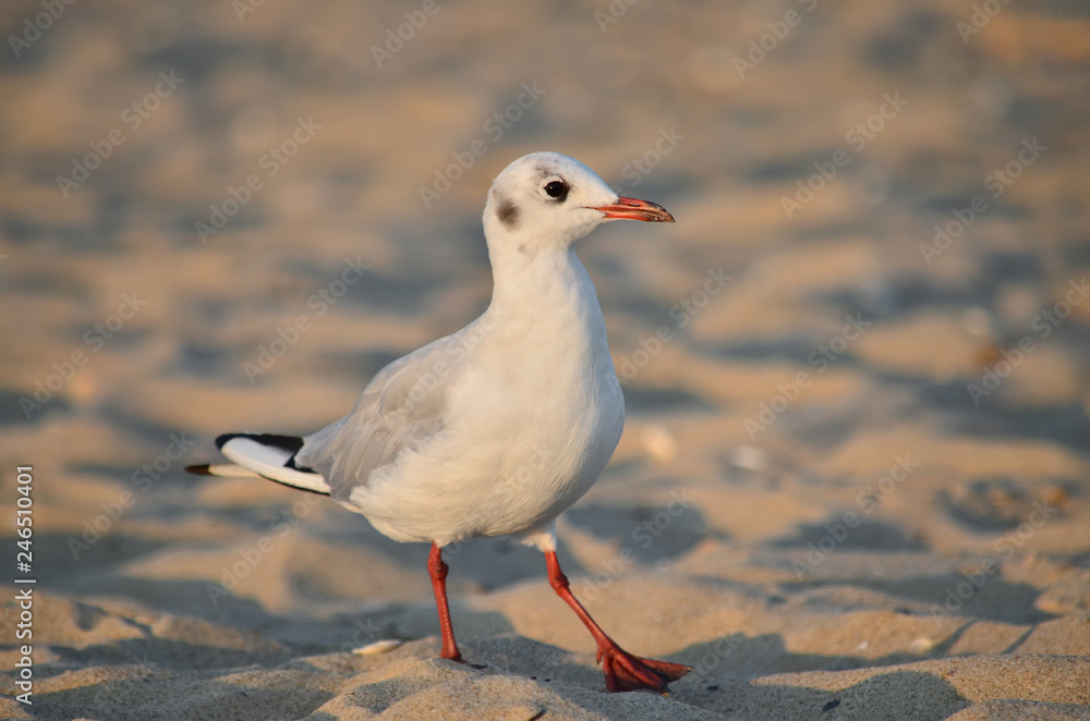 Fototapeta premium Gull on the Black Sea coast near the water in its natural habitat. Fauna of Ukraine.