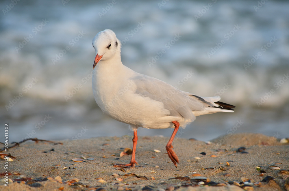 Fototapeta premium Seagull on the Black Sea coast near the water in its natural habitat.