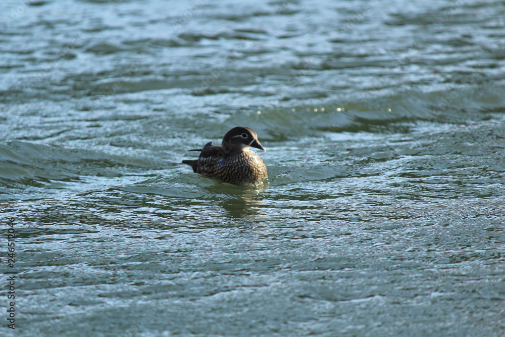 Fototapeta premium 美しいオシドリ