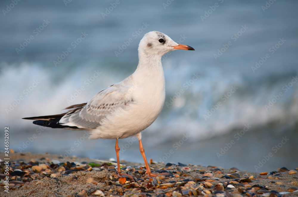 Naklejka premium Gull on the Black Sea coast near the water in its natural habitat.