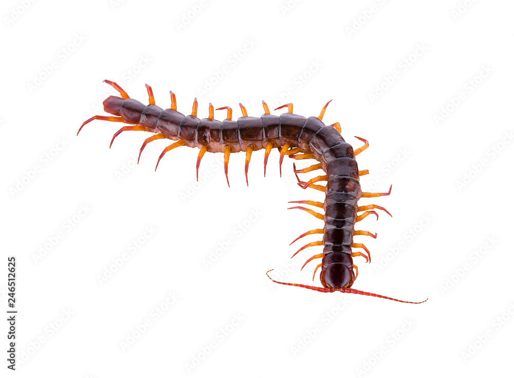 centipede isolated on white background centipede isolated on white background