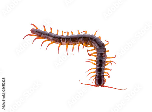 centipede isolated on white background 